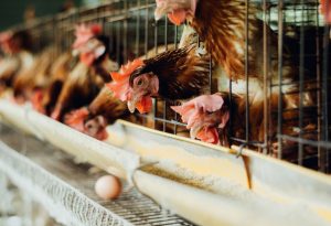 Galline ovaiole in gabbia